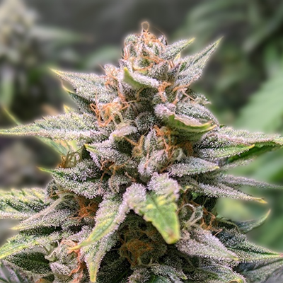 Exploring the Mexican Red Hair Strain A Colorful Journey